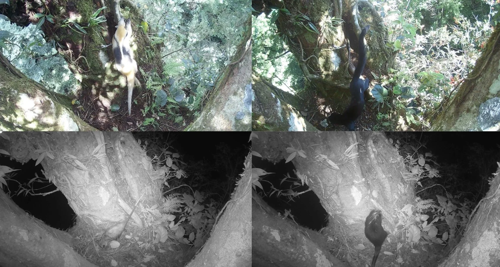 Camera trap images of mammals at a canopy latrine