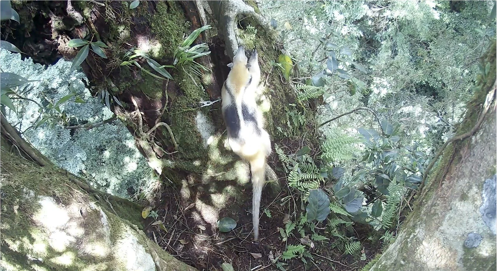 Tamandua in a Fig tree