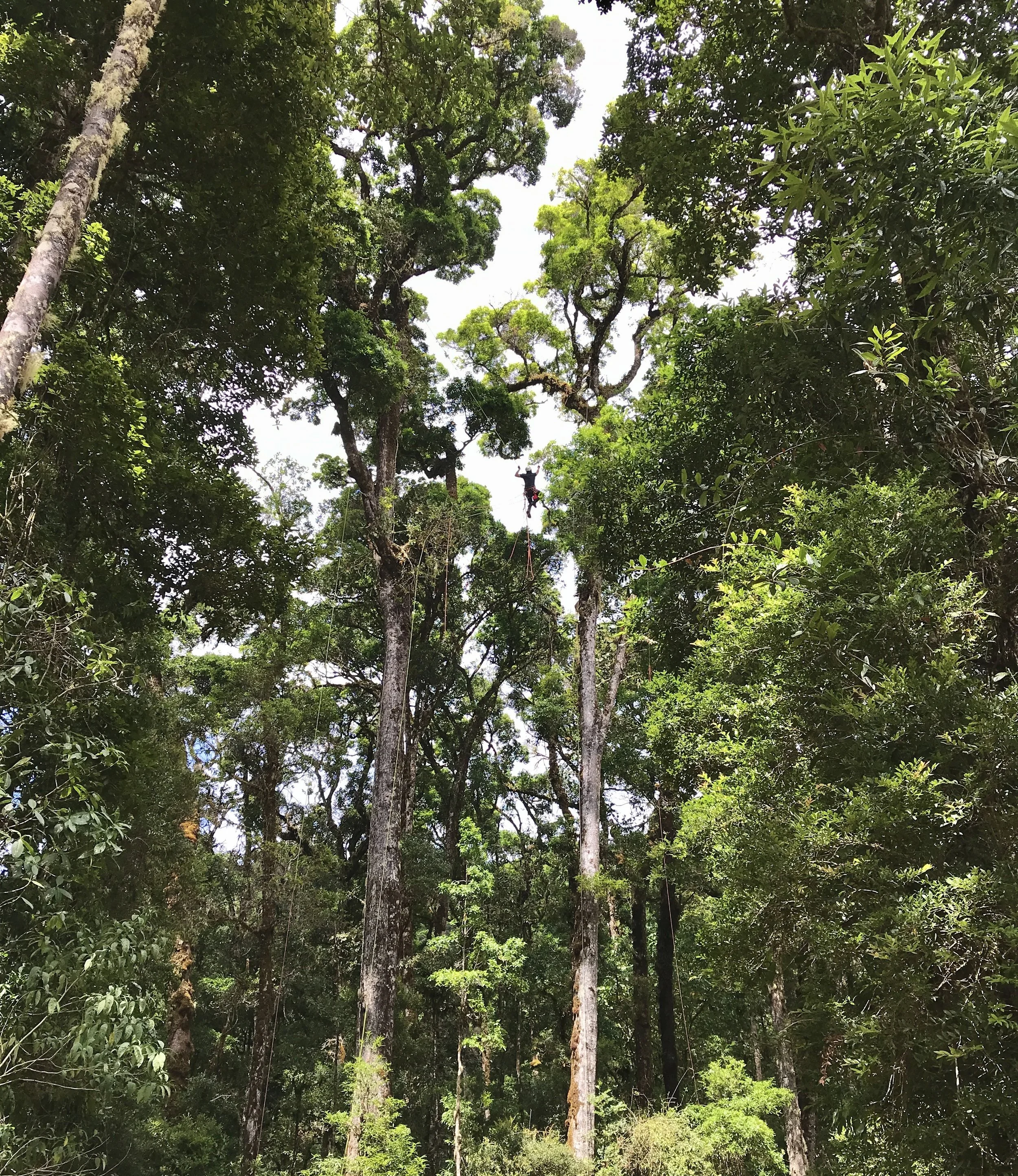 Tree climber in the canopy