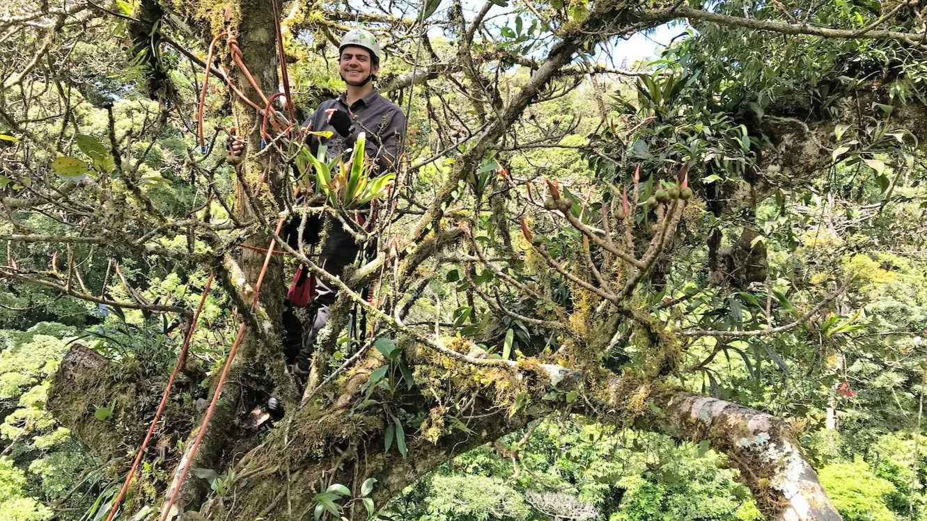 Scientist in a Fig tree