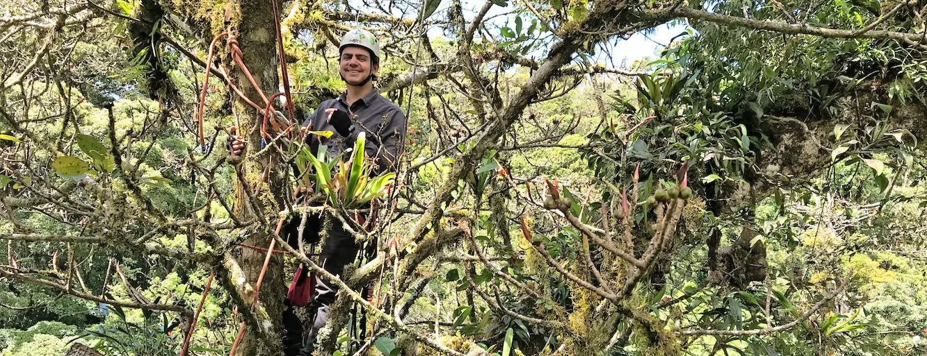 Scientist in a fig tree
