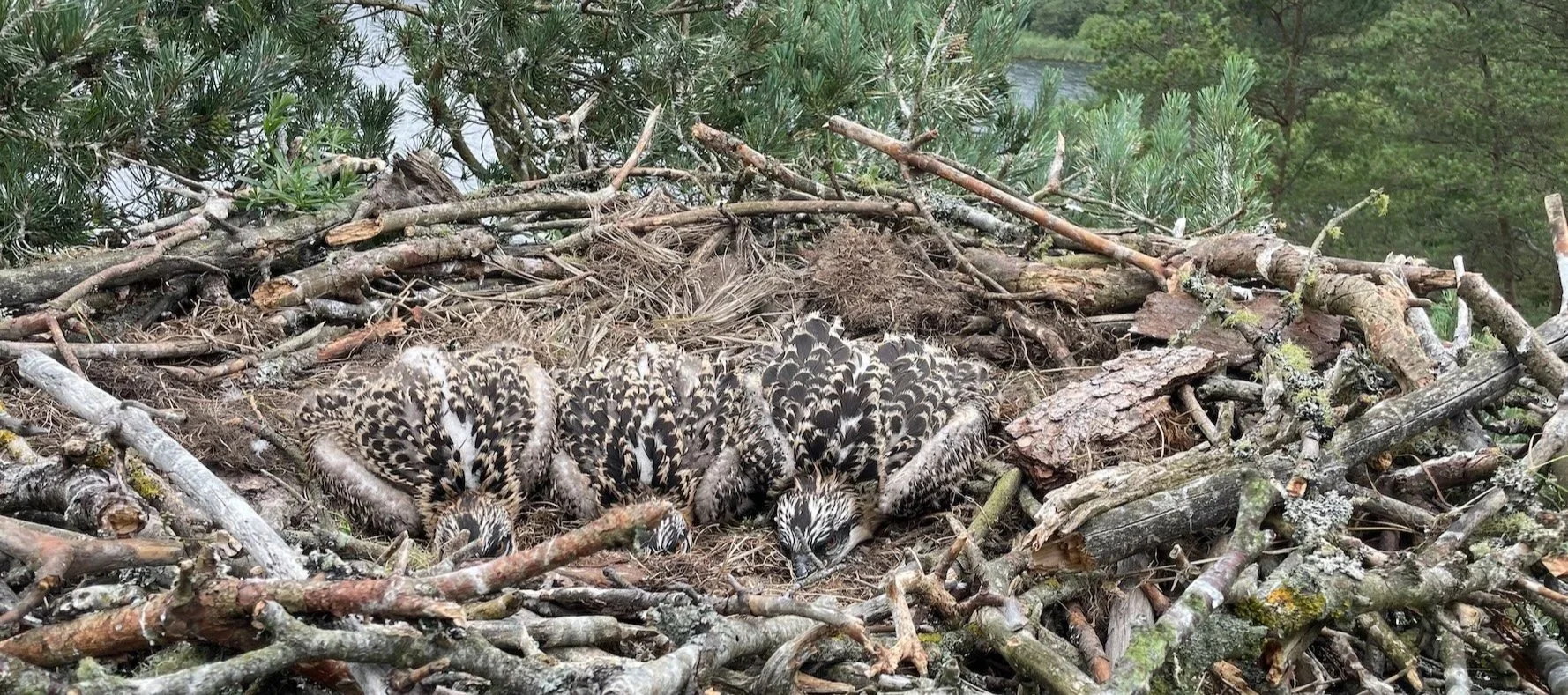 Osprey chicks in nest