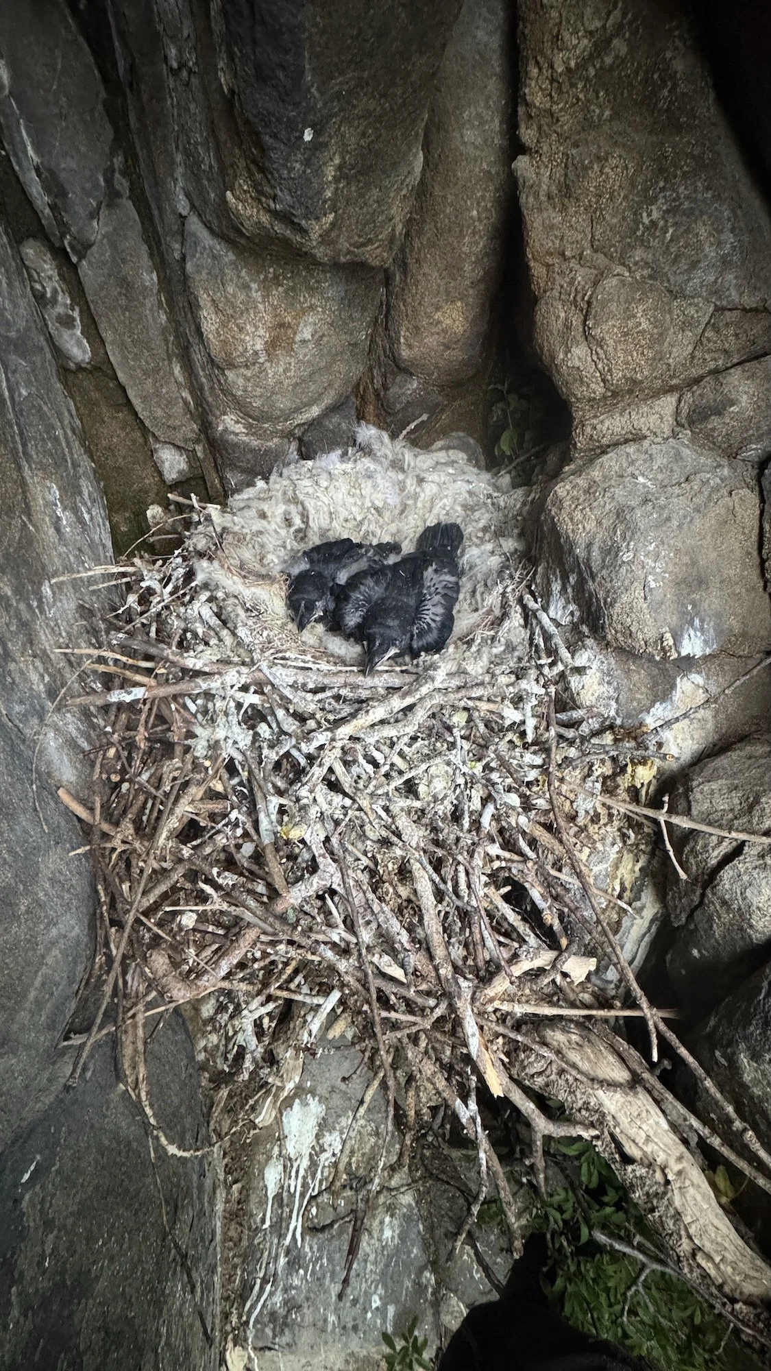 Raven chicks in their nest. Nest of sticks and sheets wool. On a cliff.