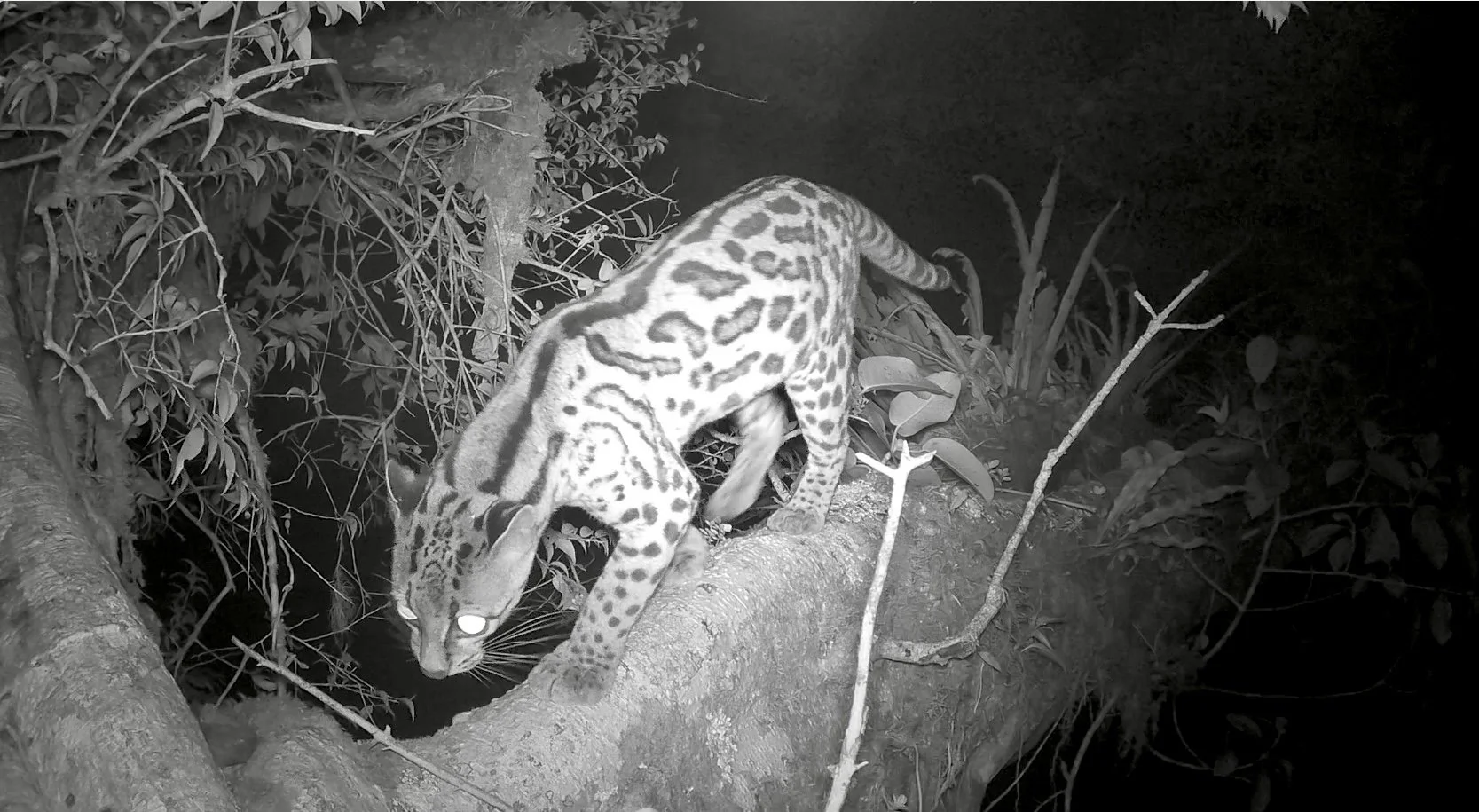 Camera trap image at night of a Margay