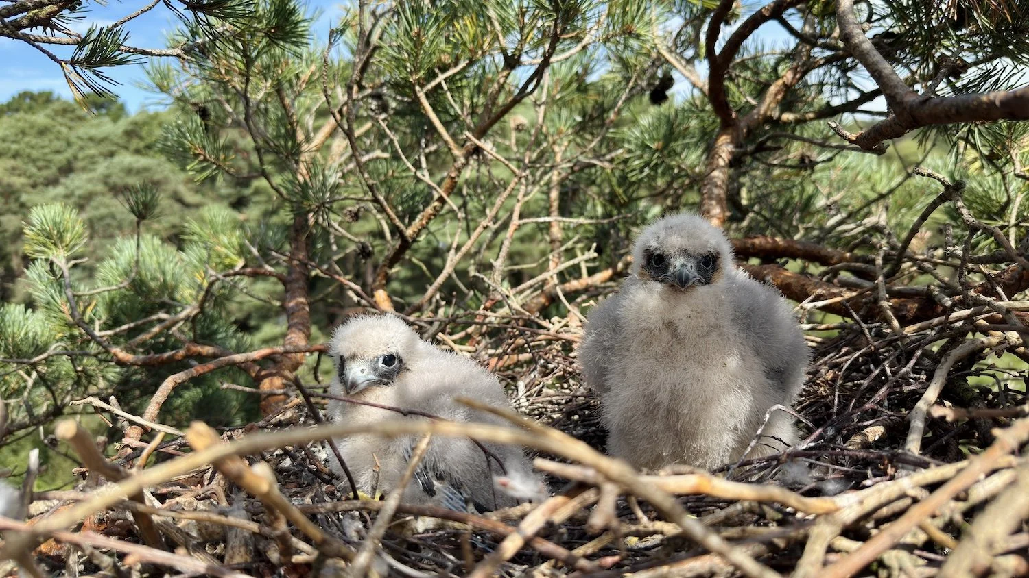 Eurasian Hobby chicks in a Scot's Pine.