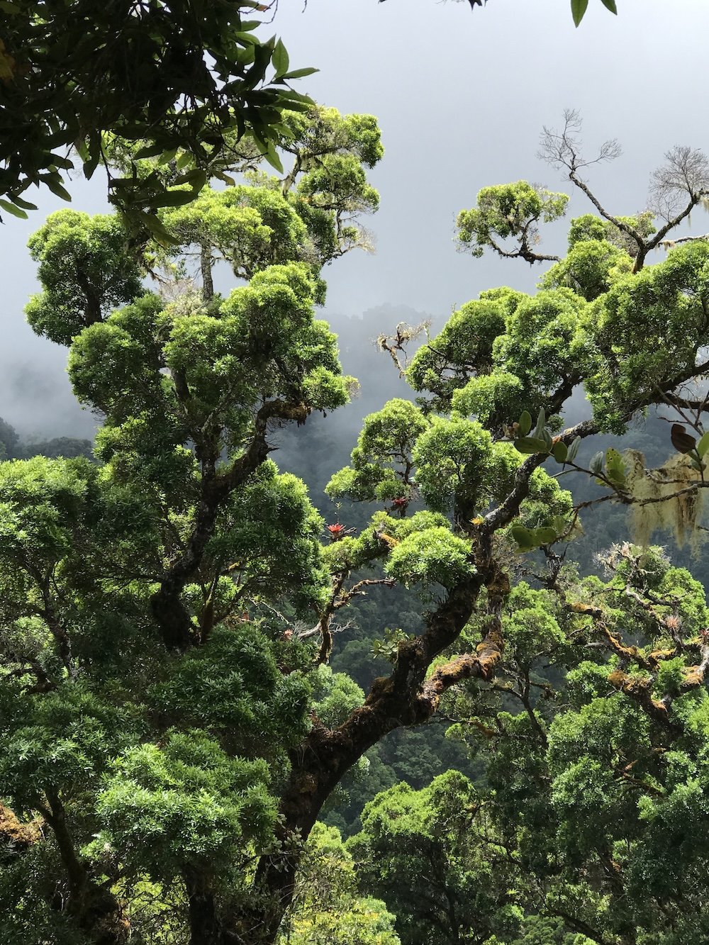 Moody cloud forest in the sunshine