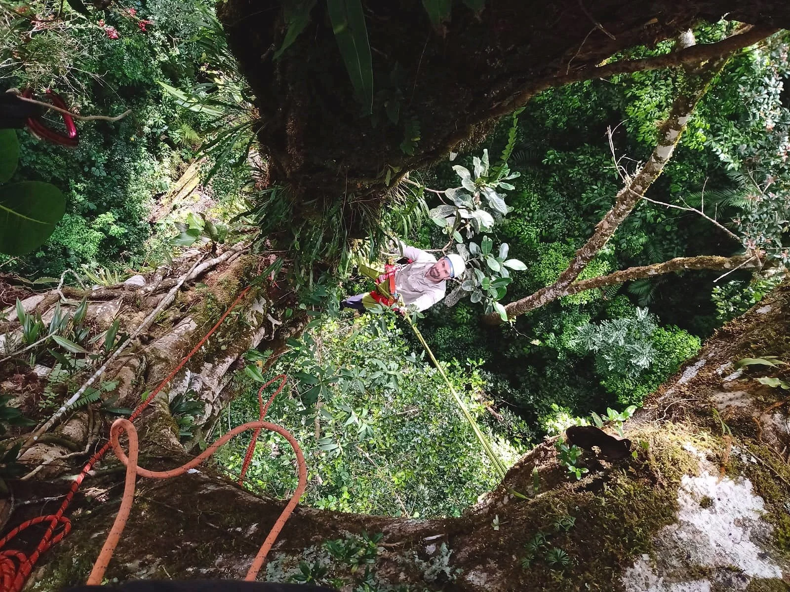 Canopy scientist climbing a strangler fig tree.
