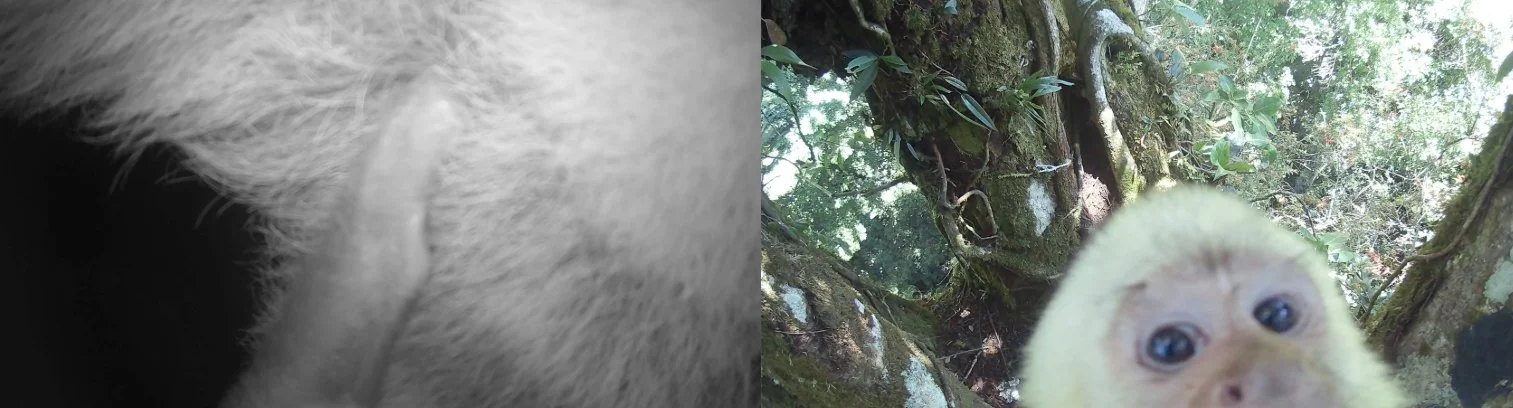 Camera trap images of mammals at a canopy latrine