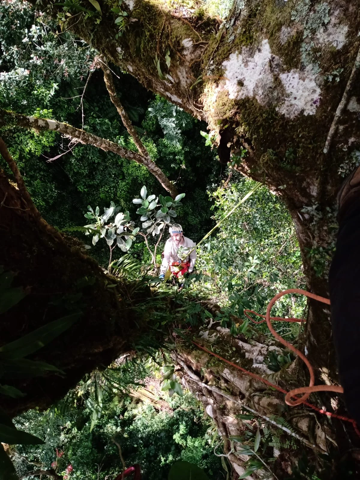Canopy scientist tree climbing in the jungle