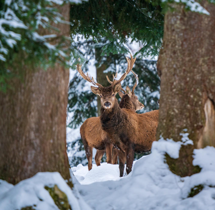 Hirsche stehen im verschneiten Wald zwischen Bäumen.