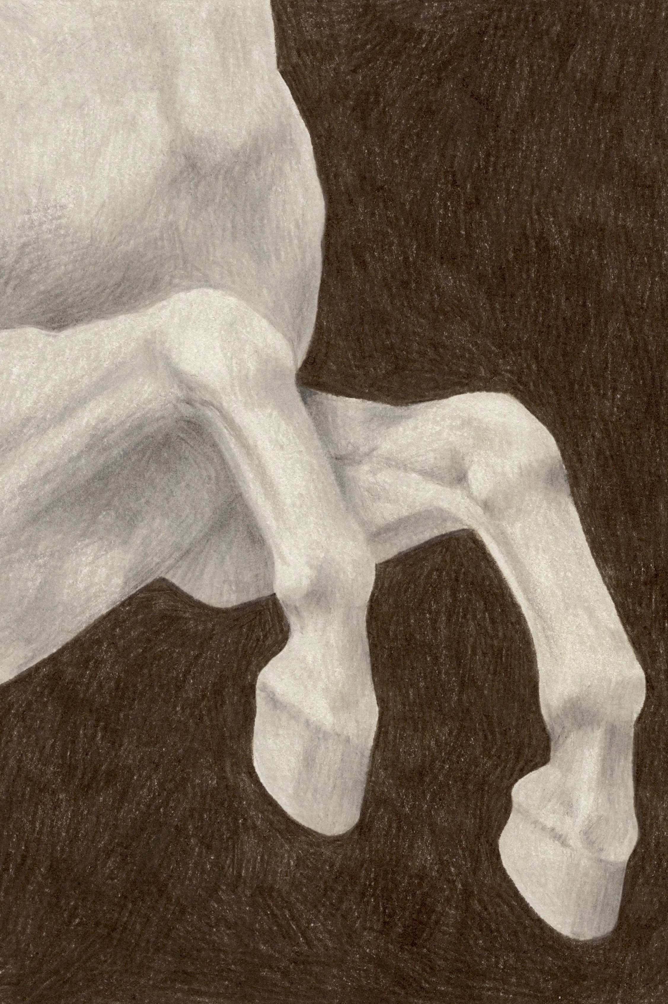 Anatomie Visuelle du Cheval