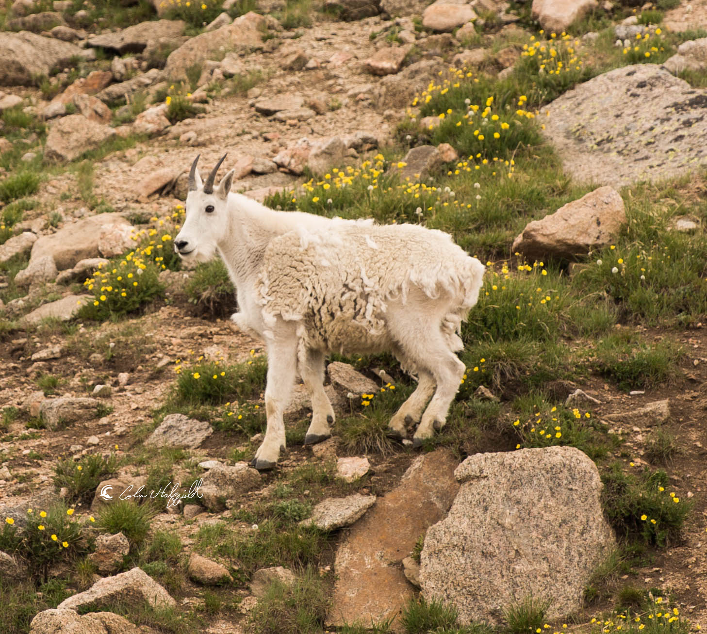 COLINRADOFoundation_MountainGoat.png