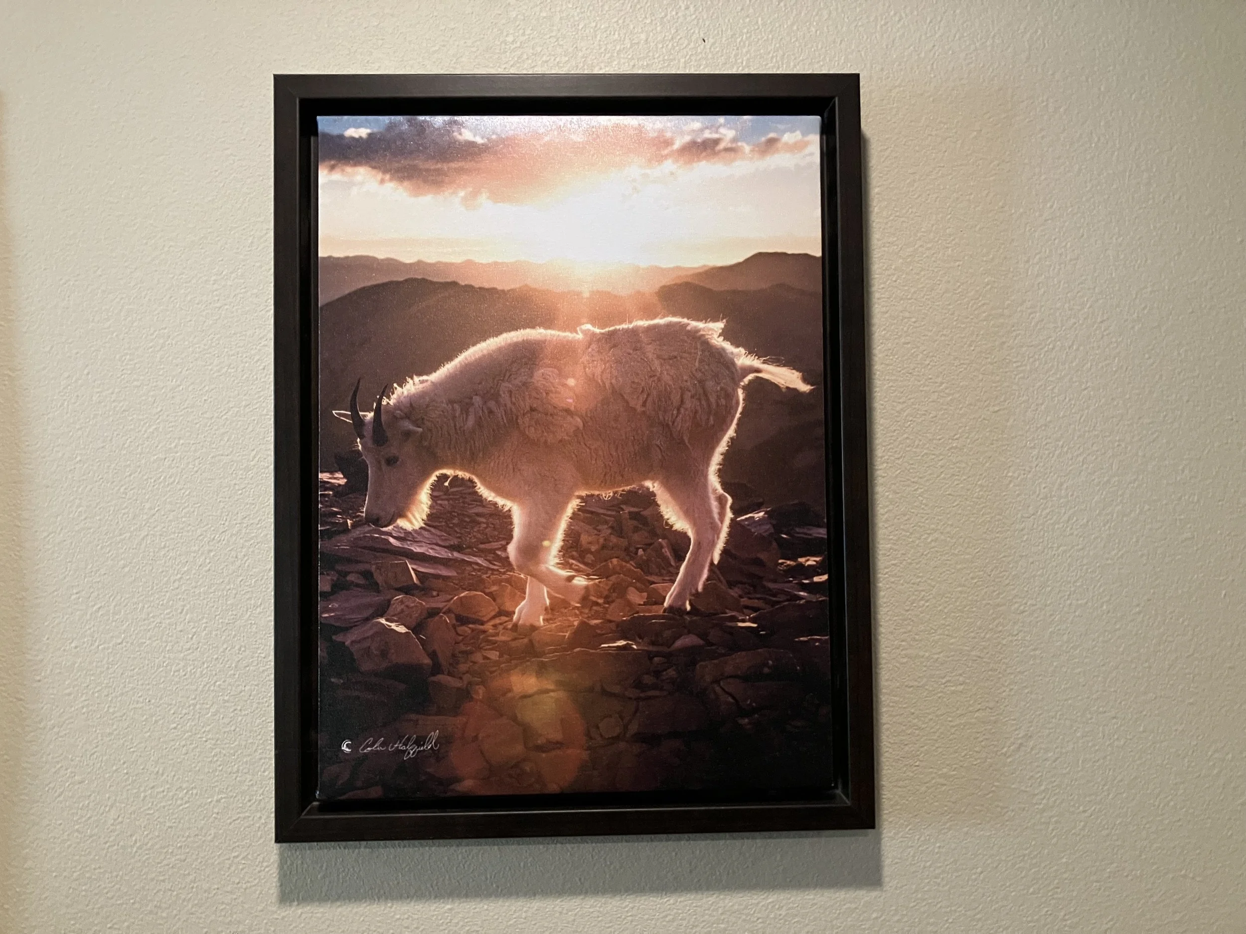 Mountain Goat photo Colinrado Photography