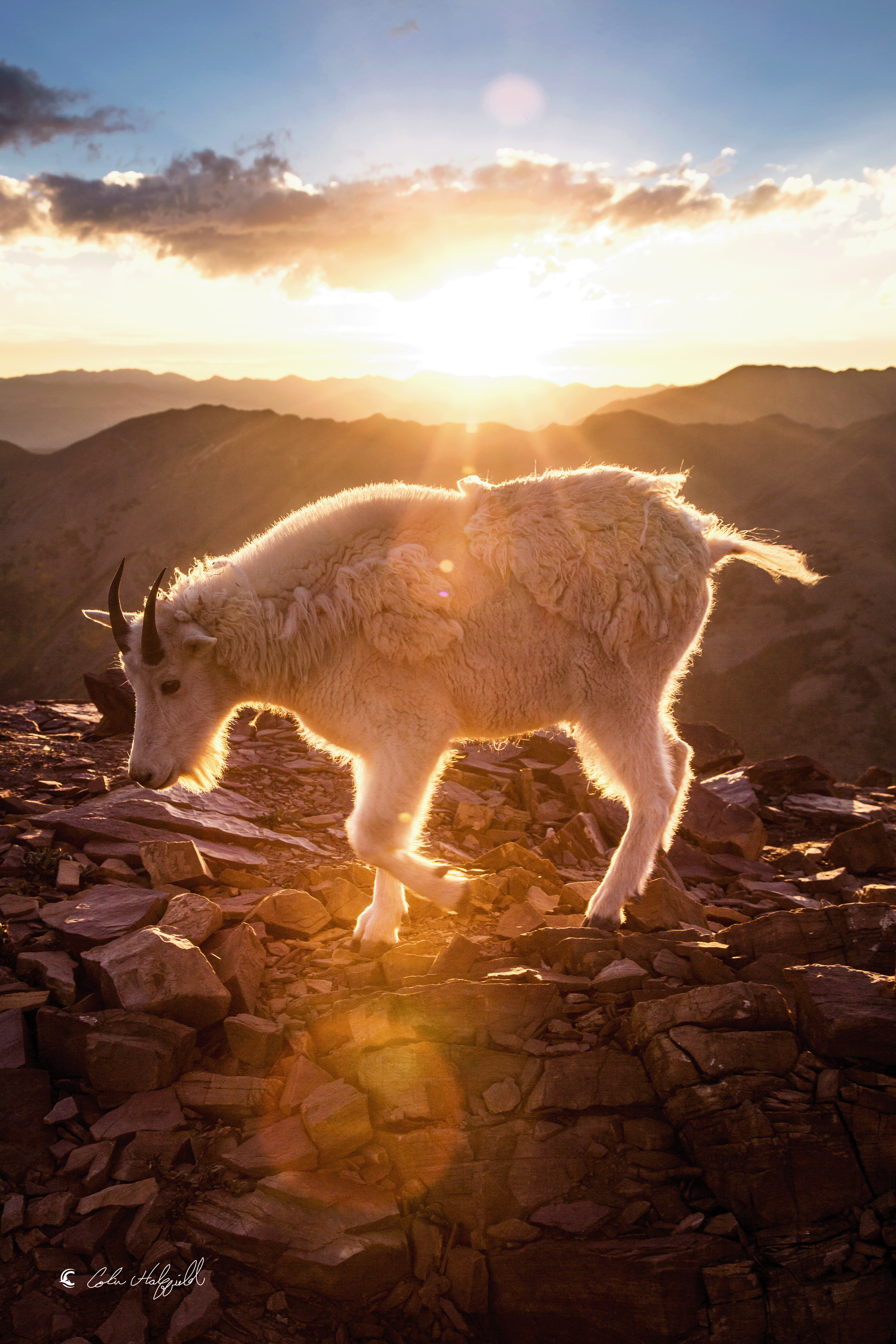 COLINRADOFoundation_MountainGoat.png