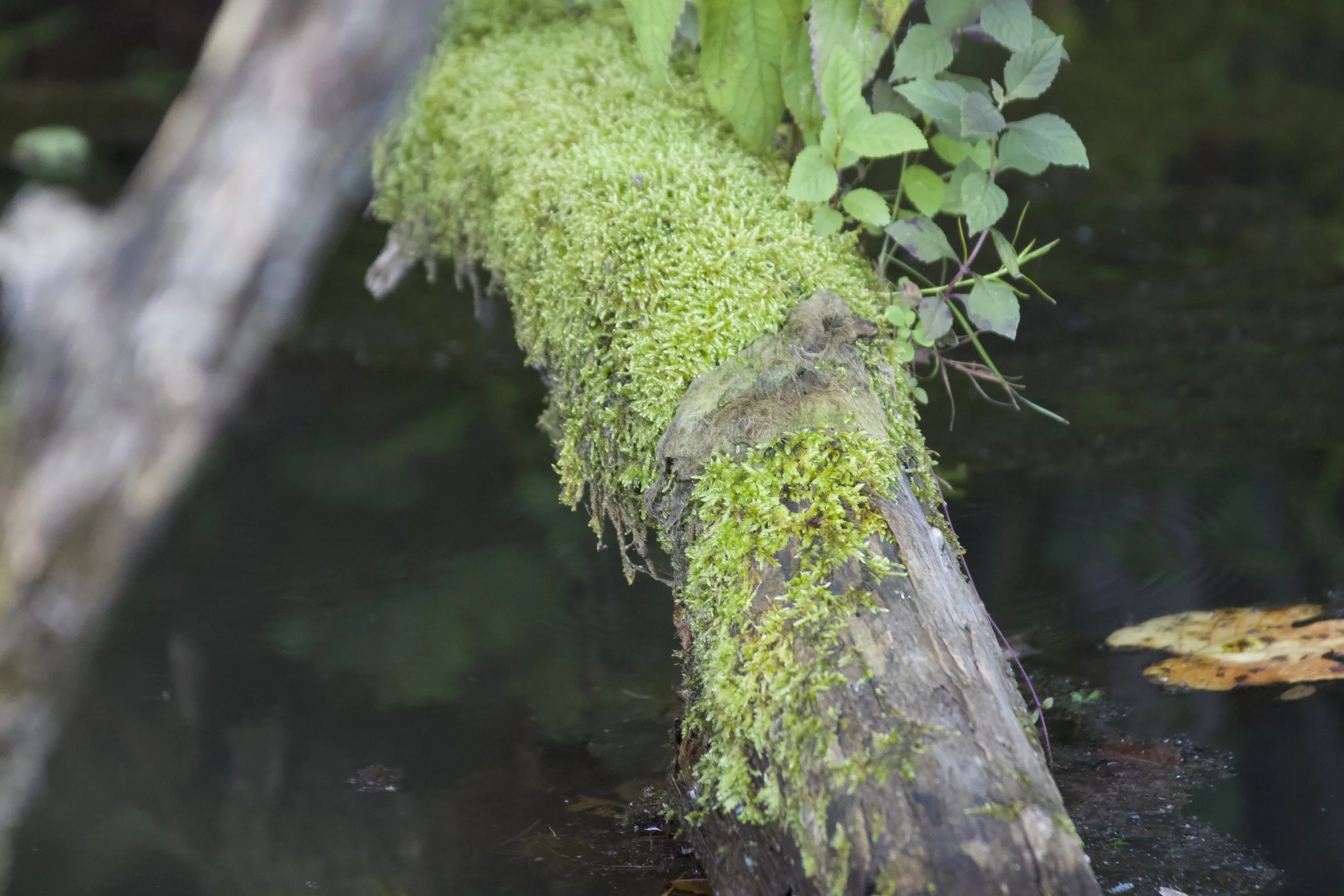 Meeting Mortality, Together