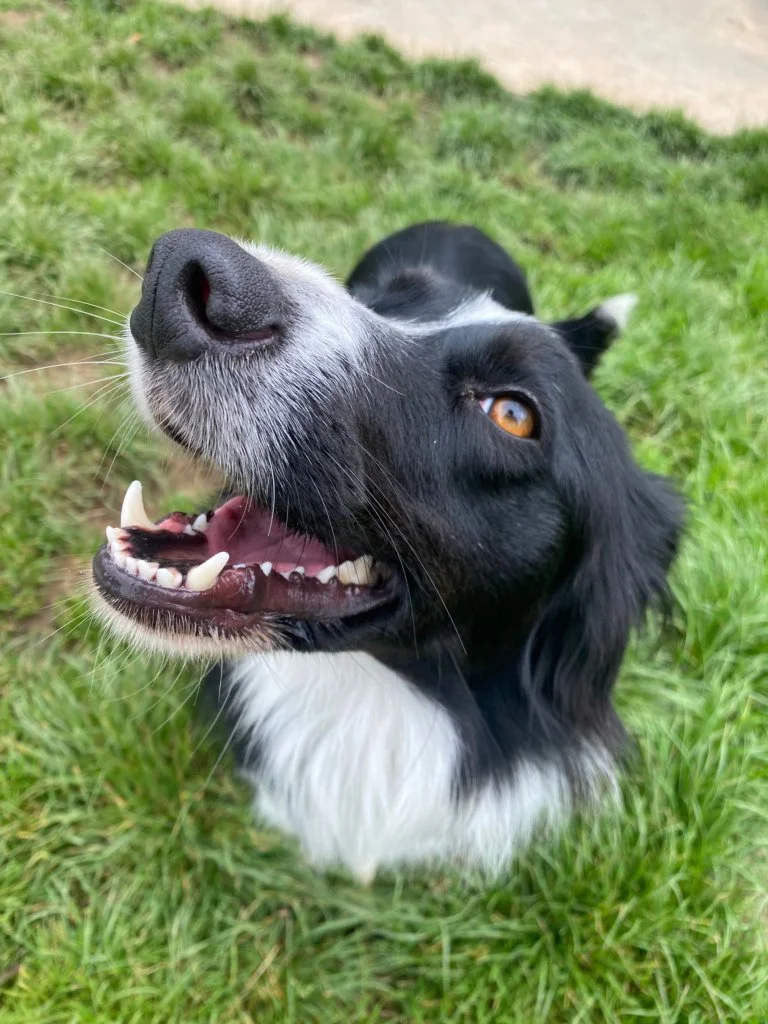 dog-1.jpg