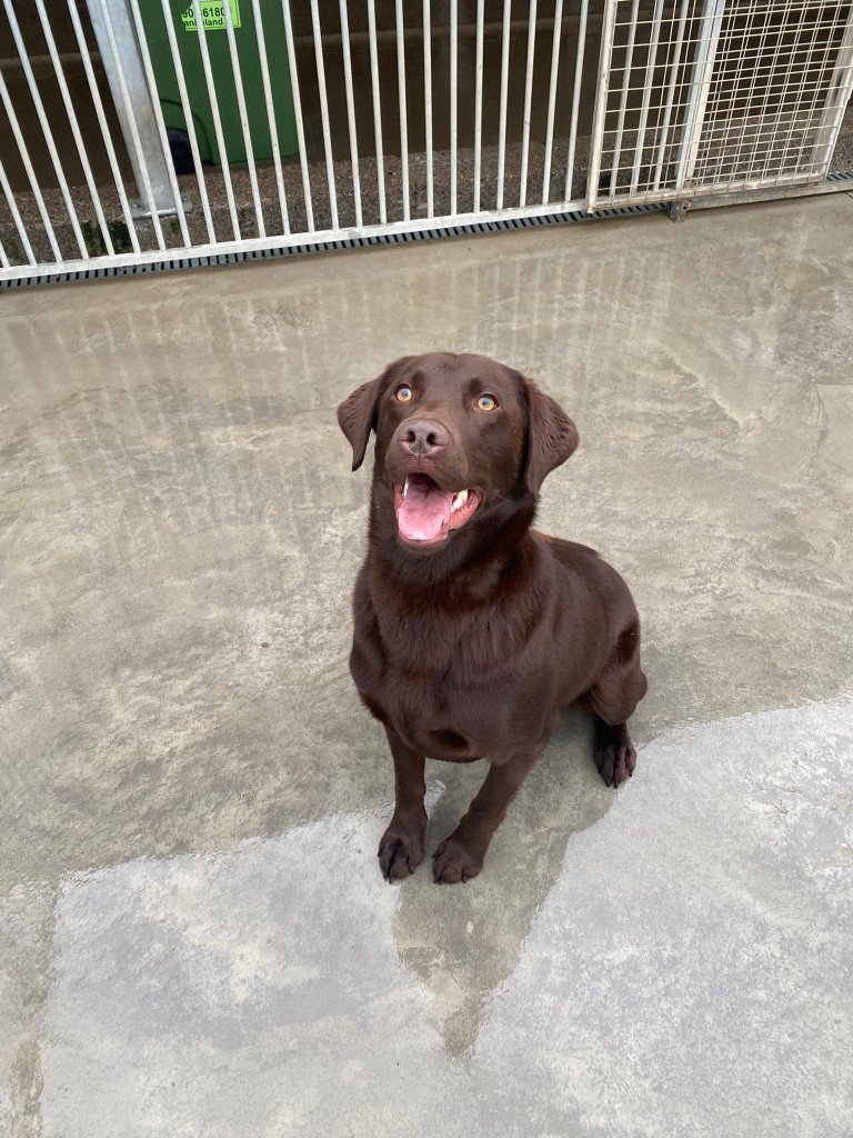 abbey-boarding-kennels-gallery-2-768.jpg