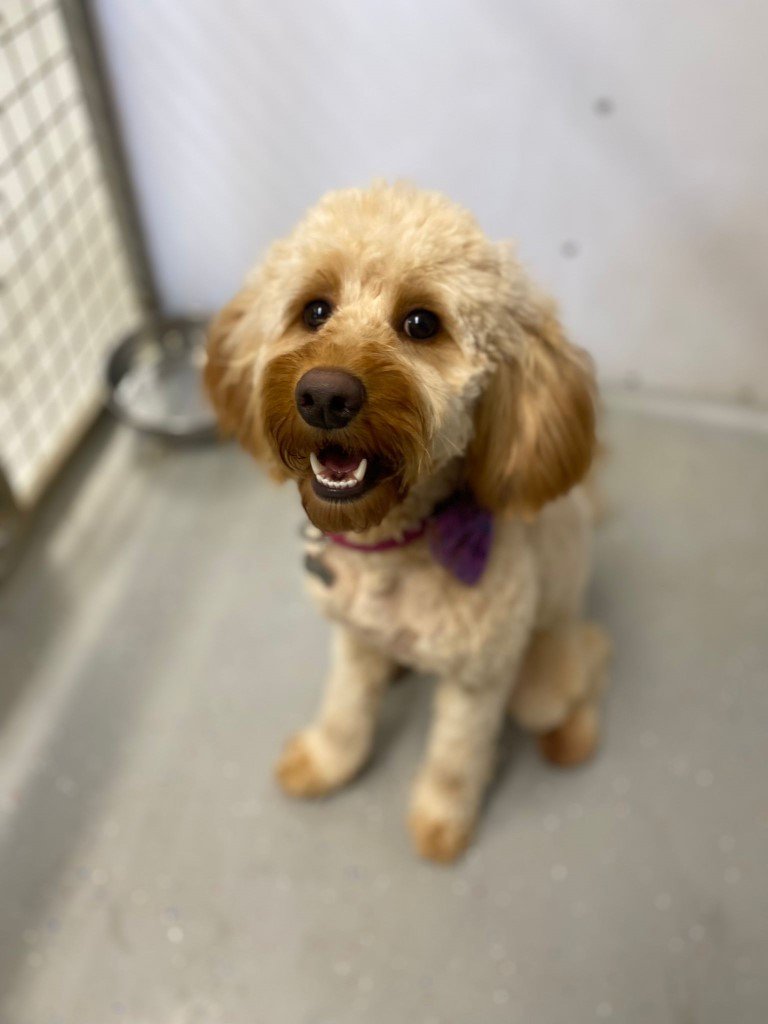 WhatsApp Image 2024-09-25 at 17.04.22_9878f347-768.jpg