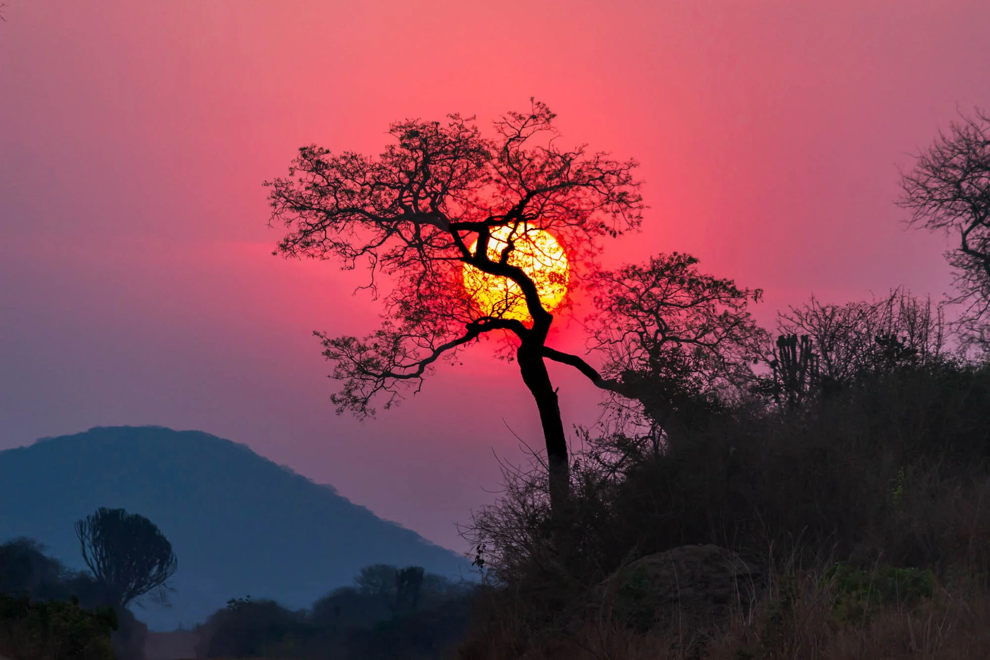 Silhouette of a leafless tree with twisted branches against a pink and purple sunset sky, with mountains and additional trees in the background.