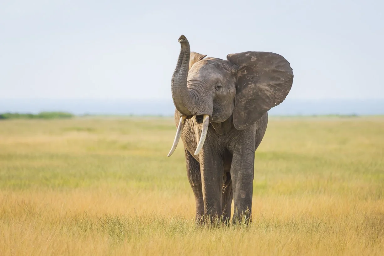 Scent of Amboseli