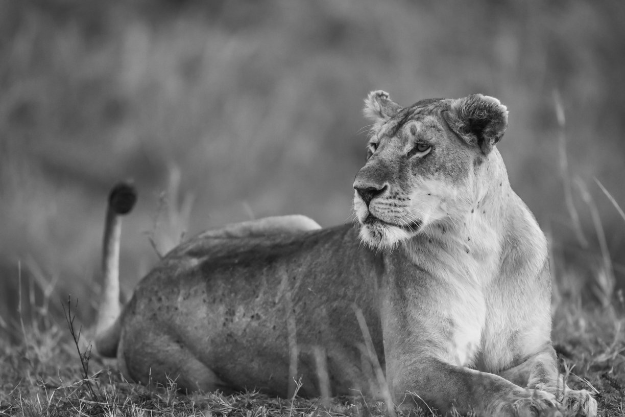 Queen Mara