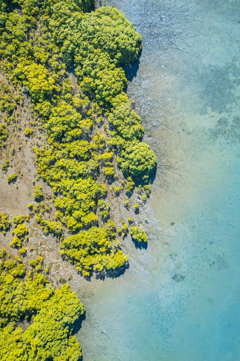 Mangrove Magic - Low Tide.jpg
