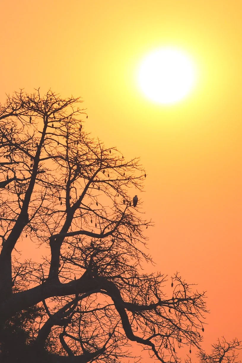 Baobab Sunset