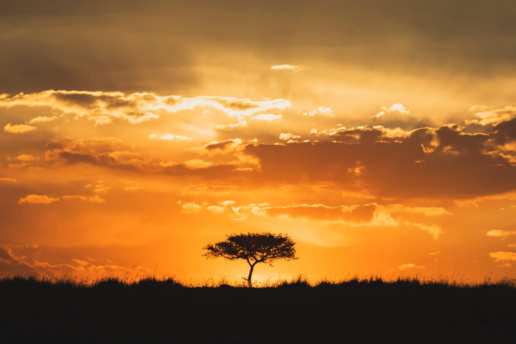 Wild Mara