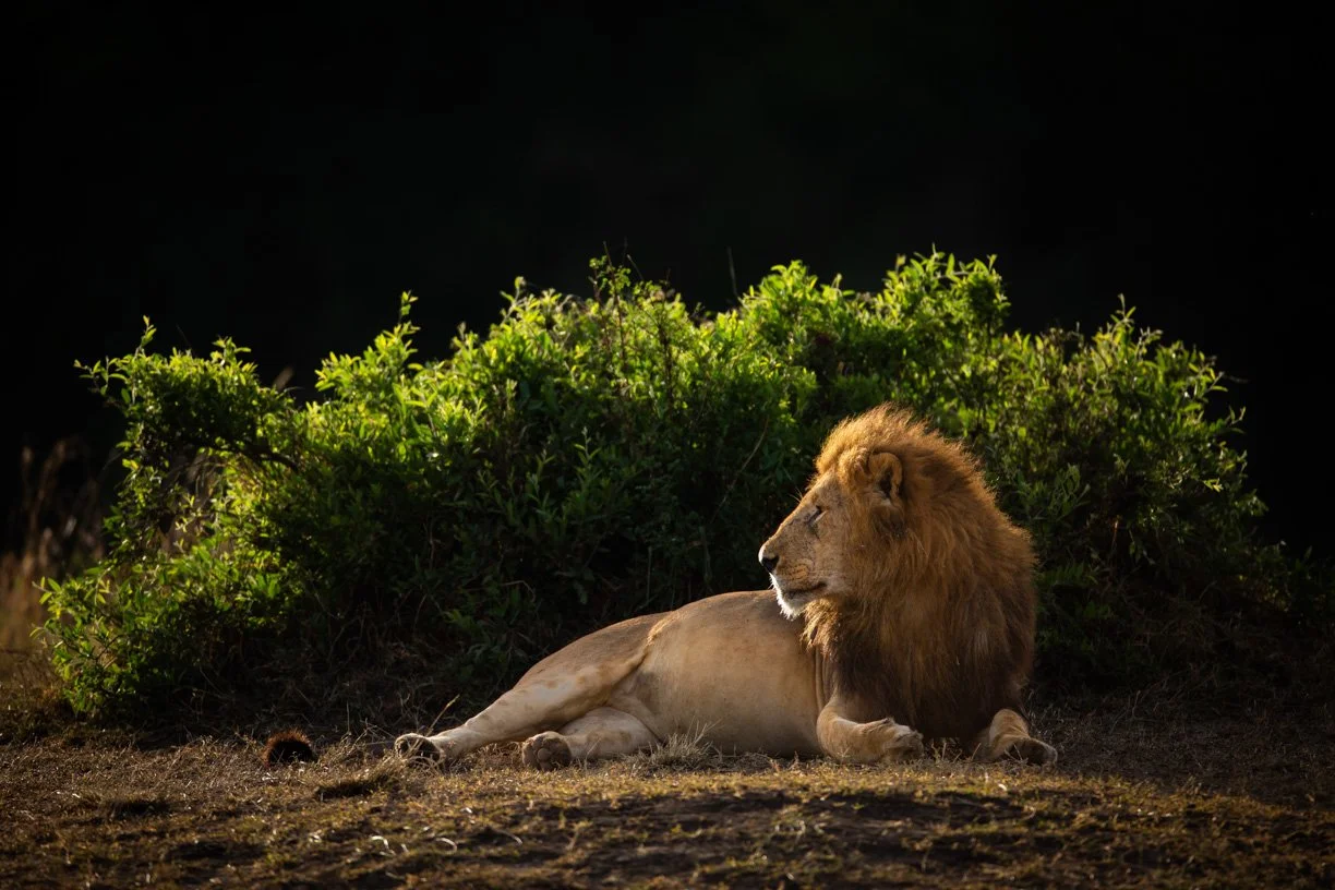 A lion resting on the ground in front of green bushes against a dark background.