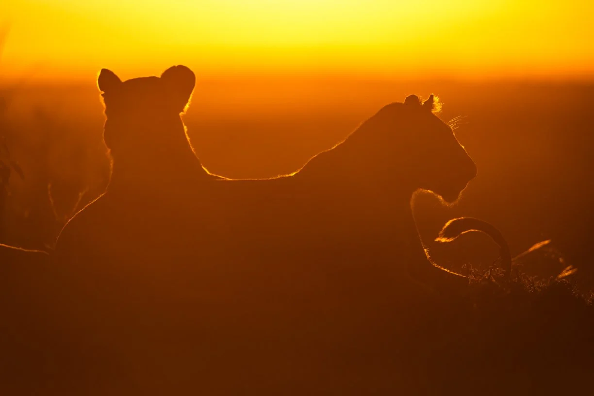 Silhouettes of a lion and lioness resting during sunset in the savannah.