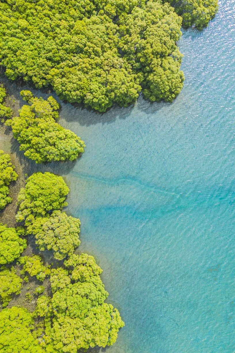 Mangrove Magic - High Tide.jpg