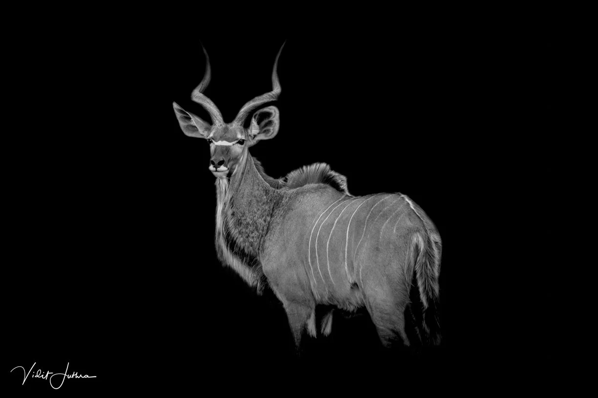 Kudu