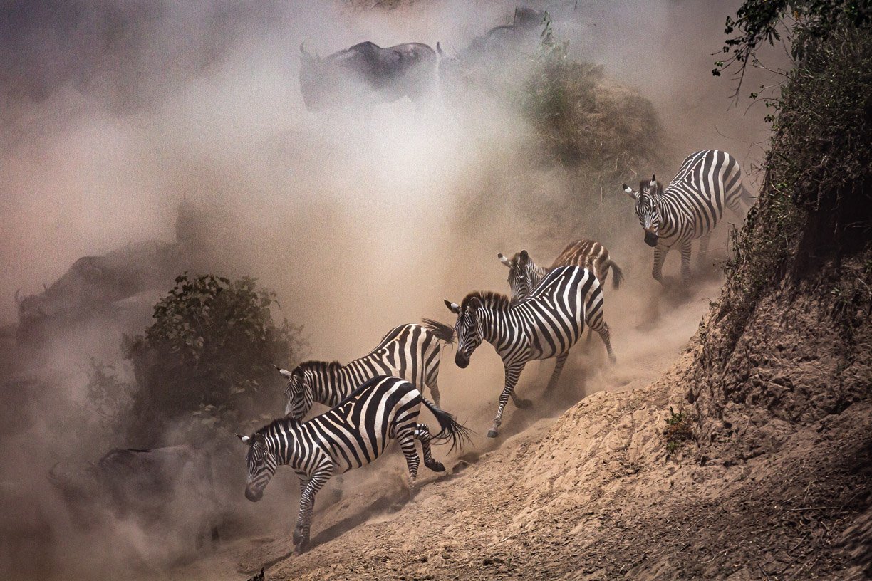 A group of zebras running down a dusty, rocky hillside with some trees and bushes around.