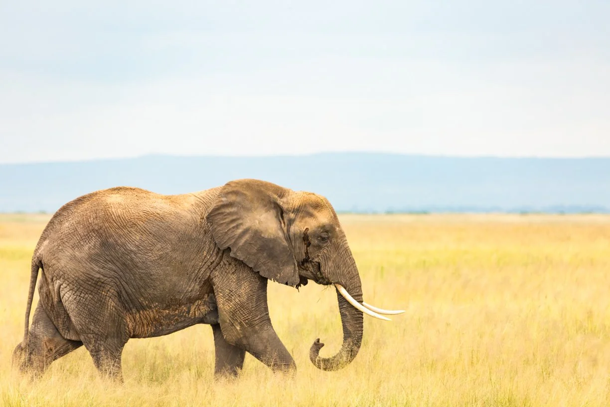 A large African elephant walking through a grassy plain with distant mountains and a clear blue sky in the background.