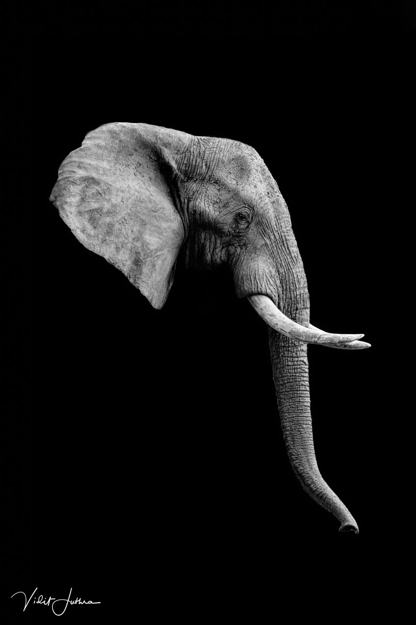 Gentle Giant