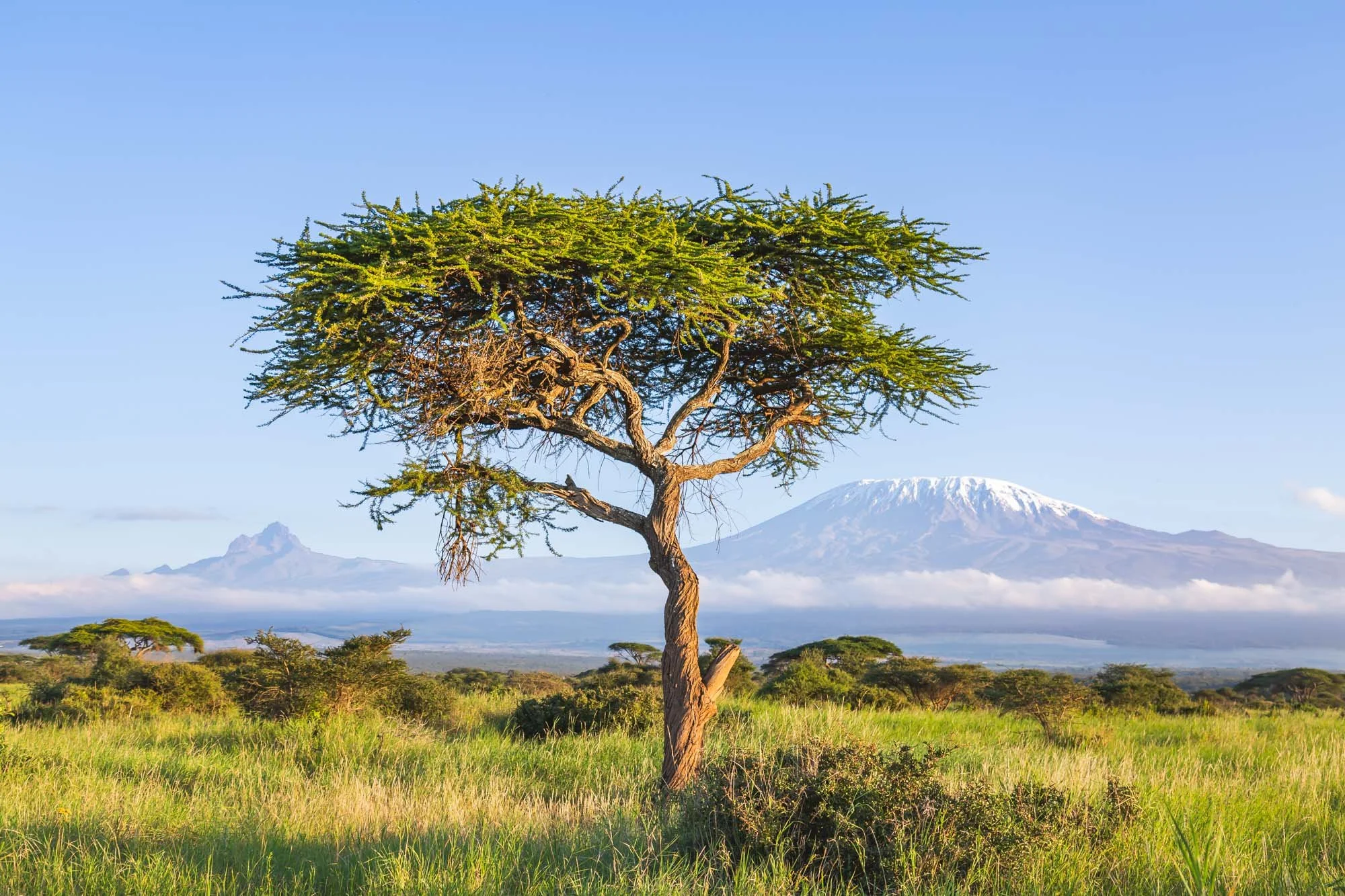 A solitary tree with a twisted trunk and green canopy stands in a grassy landscape. In the background, snow-capped mountain peaks are visible under a clear blue sky.