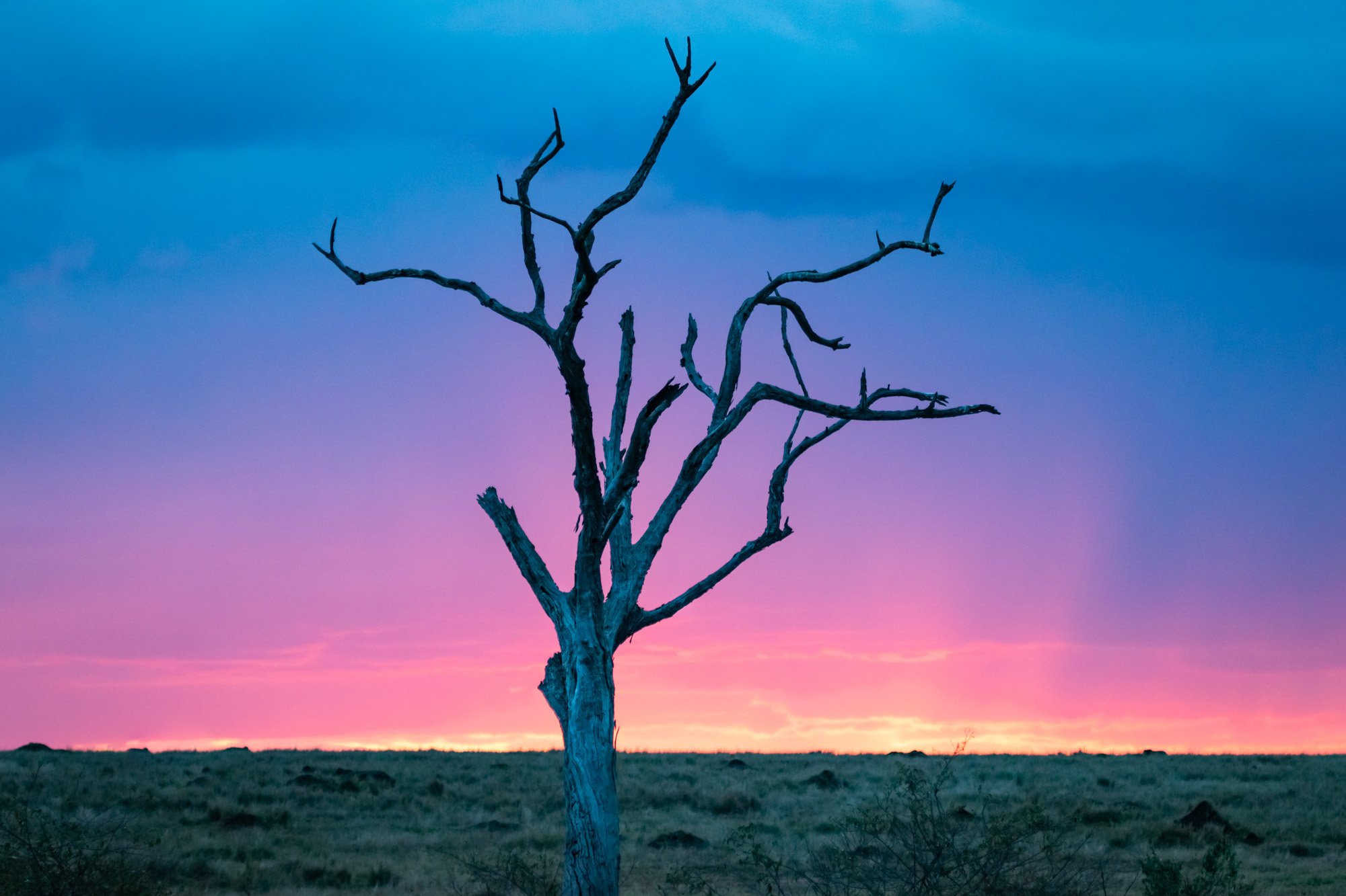 Pink Mara Skies