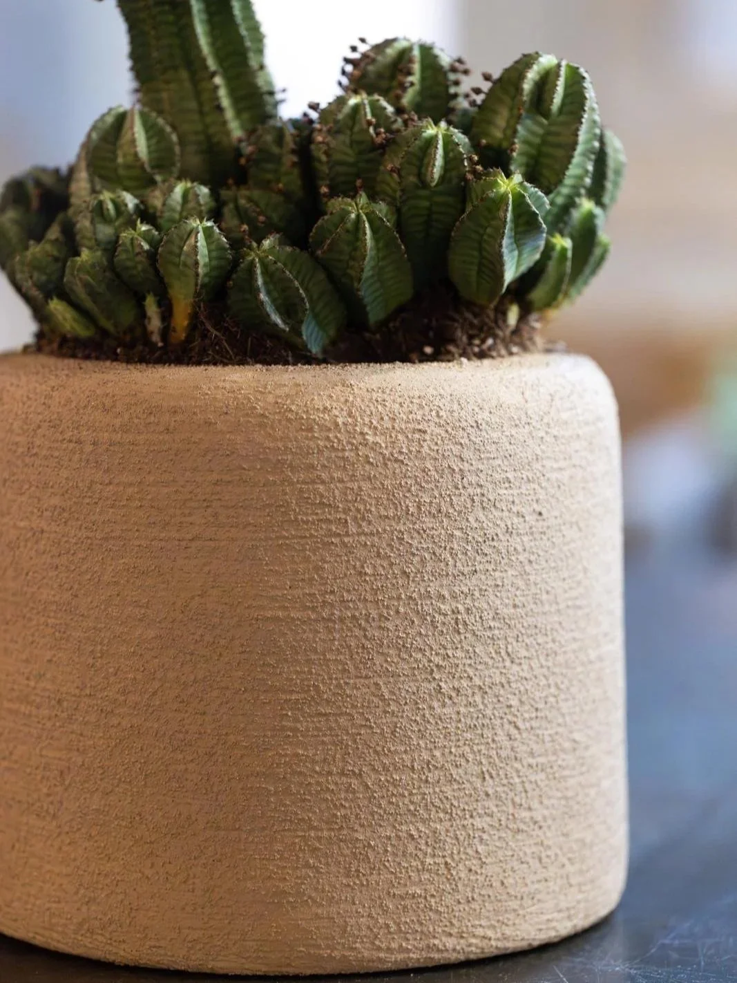 Verona+Small-Beige+-Cactus.jpg