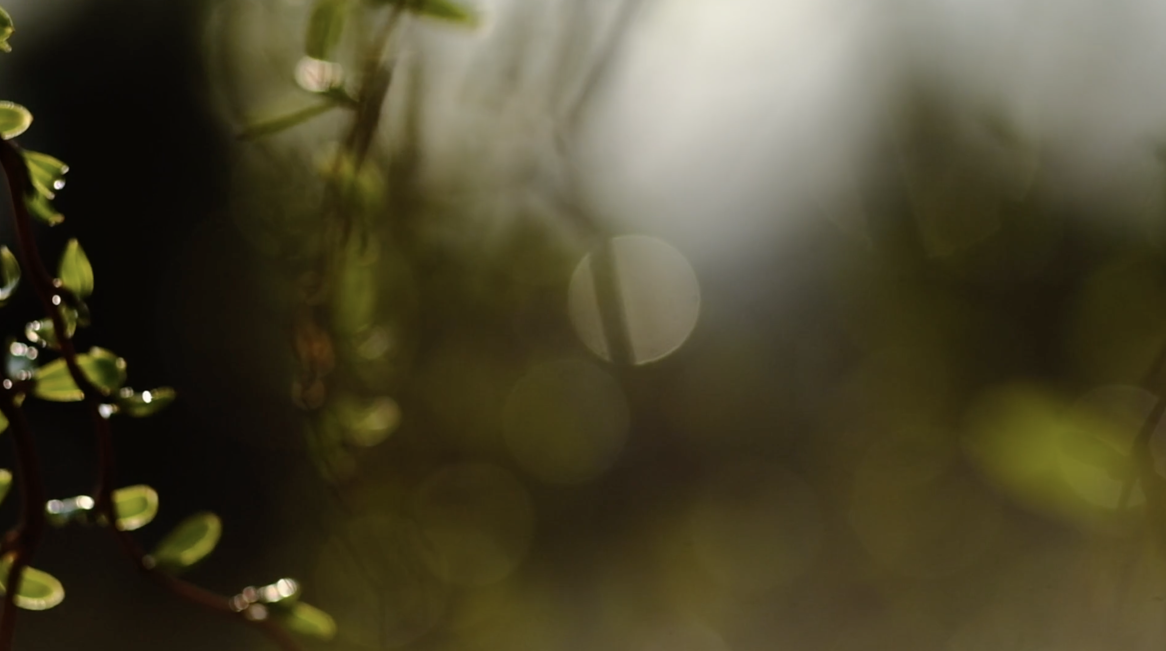 header 5.png