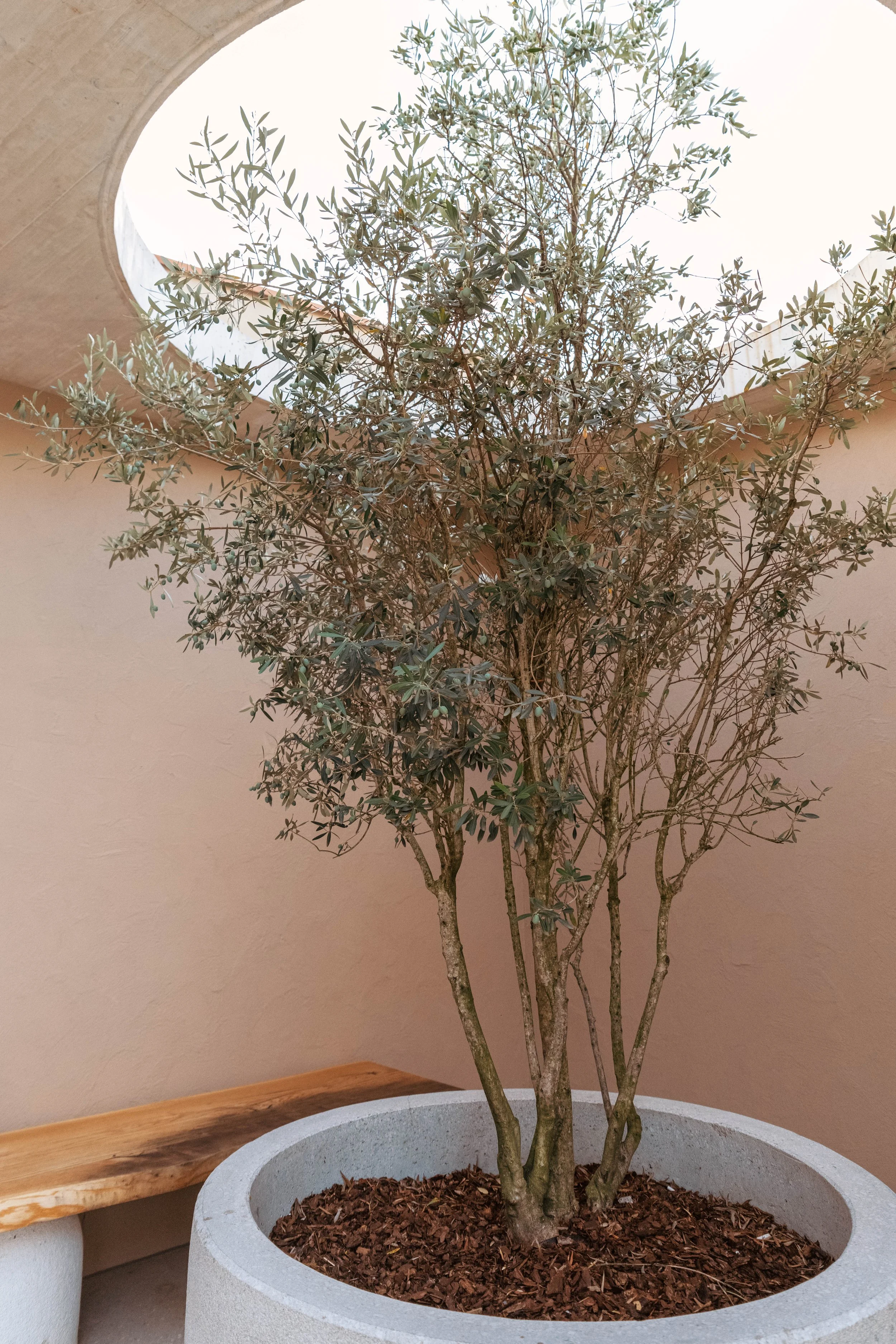 A potted olive tree with multiple trunks in a round concrete planter indoors near a wall and a bench, with a circular open ceiling above.