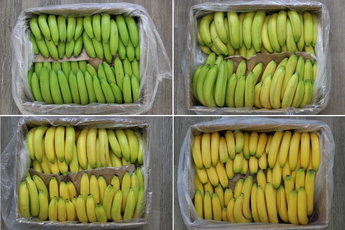 Catalytic Generators bringt grüne Bananen zur perfekten Reife – mit bewährter Reifungstechnologie