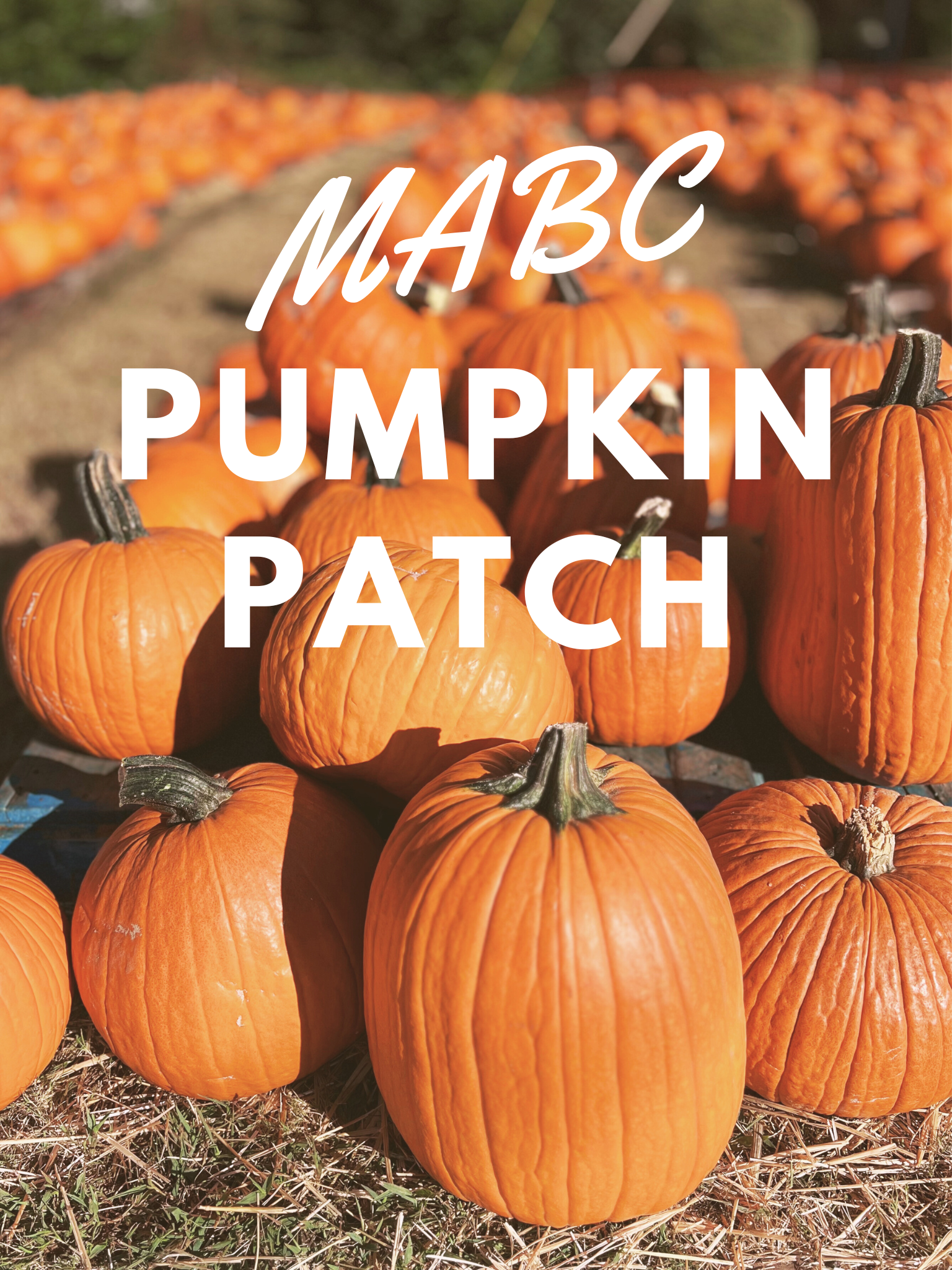 Pumpkin Patch set up