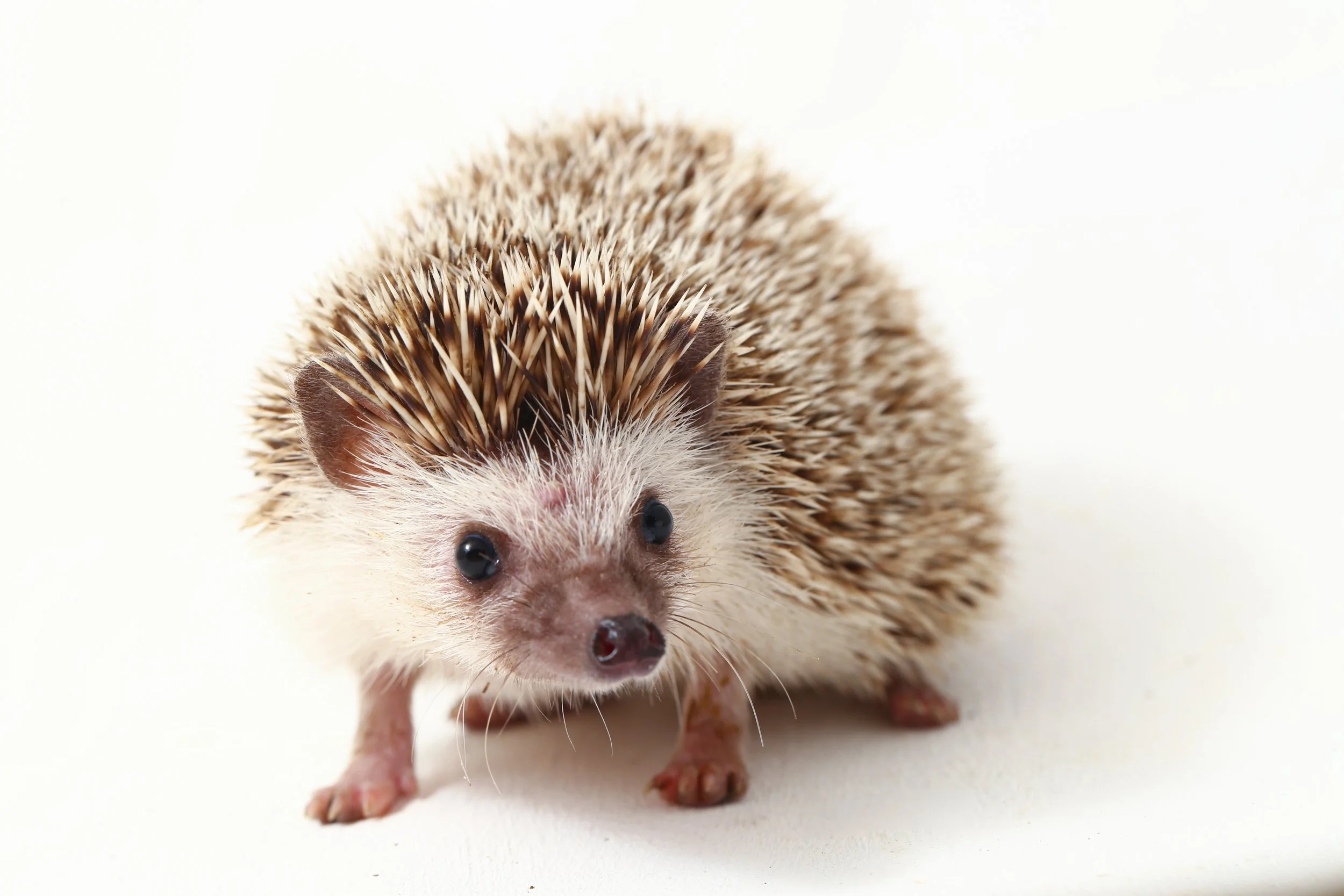 New security environment is a boost for independence, not a threat