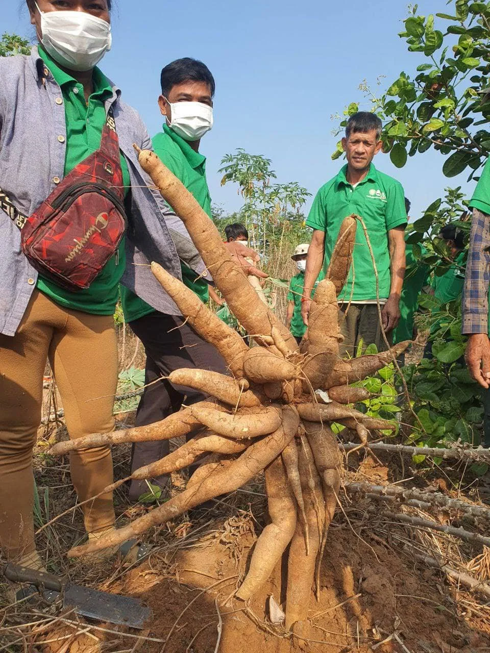 LSO-SM Team of AIMS Project And General Directorate of Agriculture (GDA) Organized The Demonstration of Cassava Cultivation Techniques For Farmers In Steung Treng And Kratie Provinces