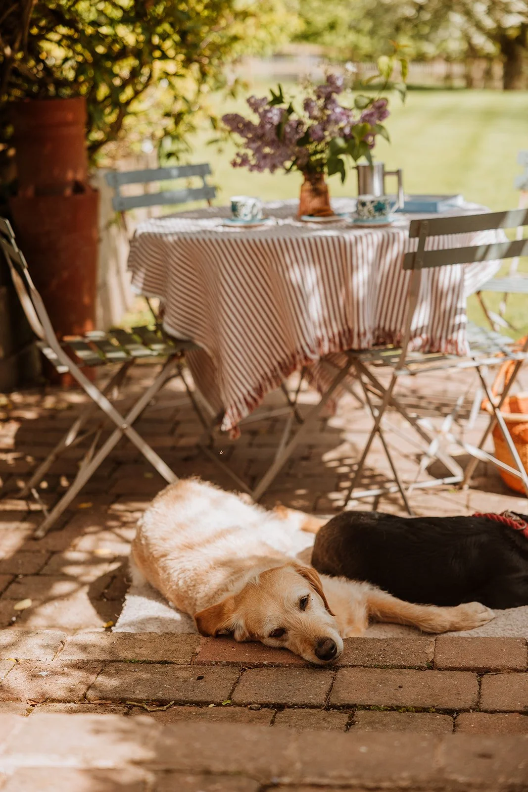 Dogs sunbathing outside Redford Farmhouse holiday accommodation