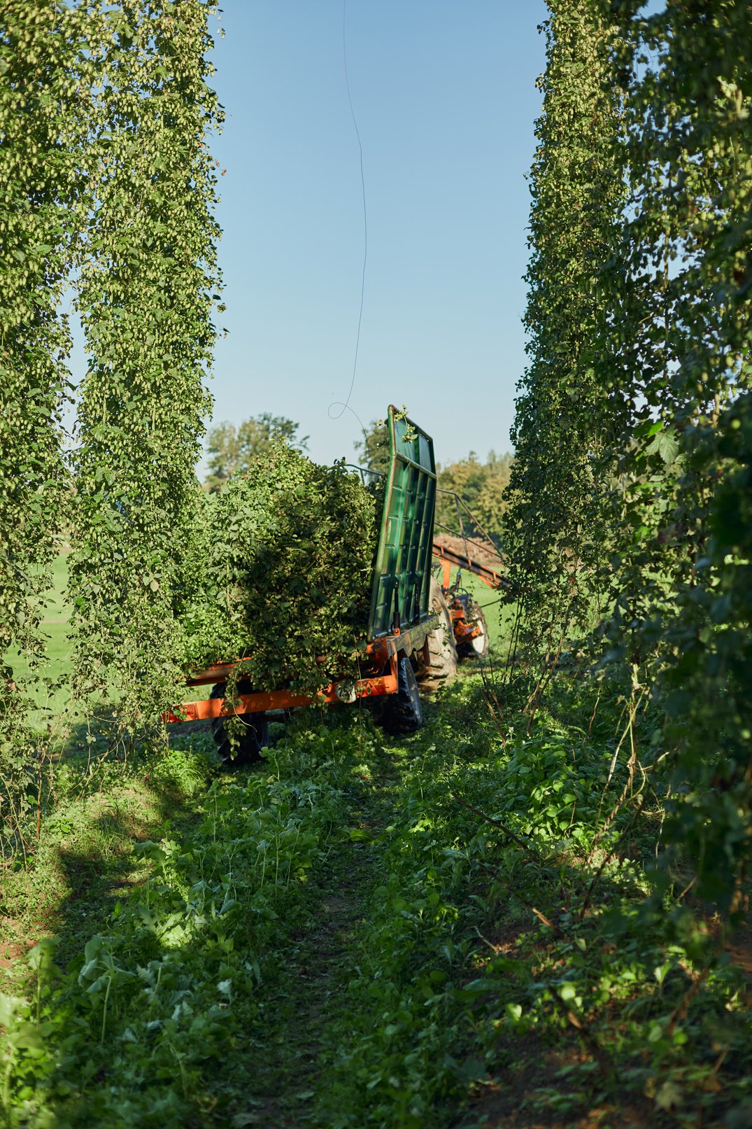 2020-09-09_©IsabellaHewlett-Hopfenbau_073.jpg