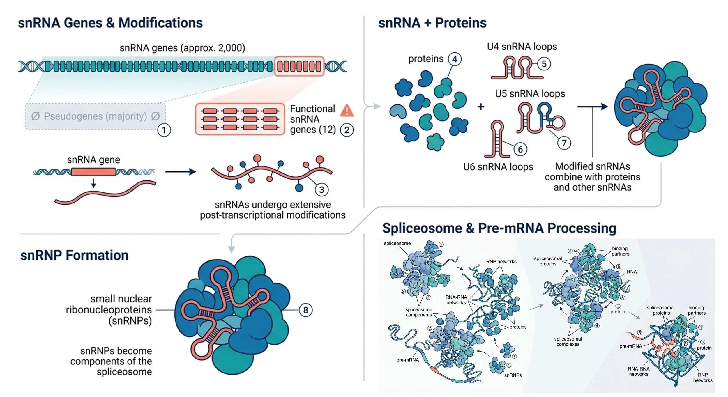 Diagram illustrating how Pseudogenes are transcribed into pre-mRNA, modified into snRNA, combined with protein subunits to form snRNPs, which then assemble into spliceosomes. The spliceosomes impact neurodevelopmental delay, developmental abnormalities, and retinal pigmentosa.