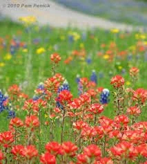 Is Spring 2026 a Good Time to Sell in Driftwood &amp; Dripping Springs, Texas? 