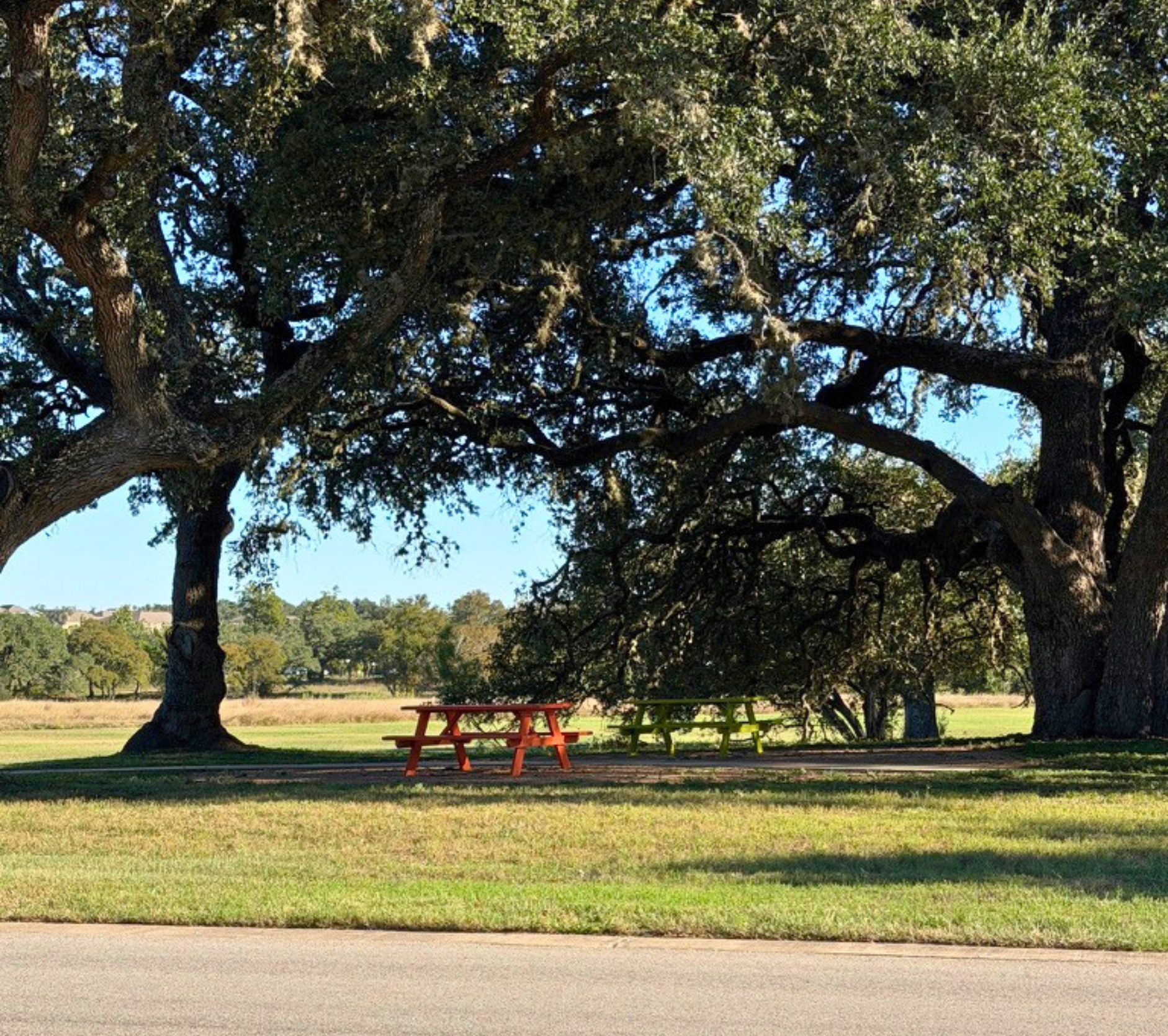 Large oak trees with sprawling branches and dense green leaves in a park. A red and a green picnic table are under the trees, with a grassy area, a road, and trees in the background.