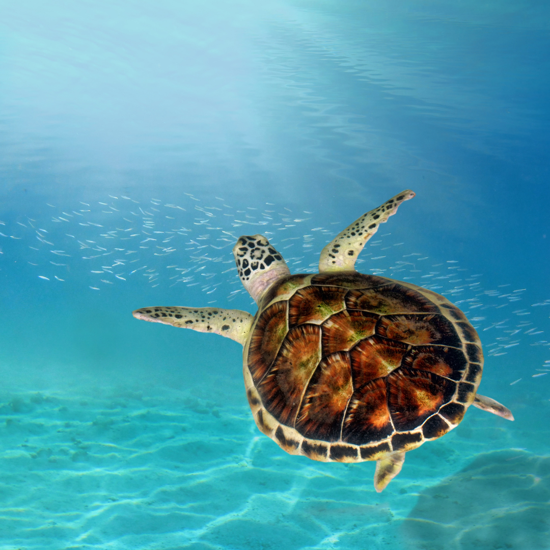 Step Into Calm: Experience The Sea Turtle Journey